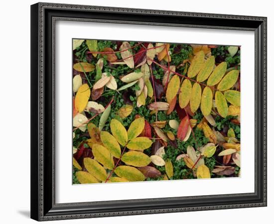 Overhead View of Autumn Leaves on the Ground-Kathy Collins-Framed Photographic Print