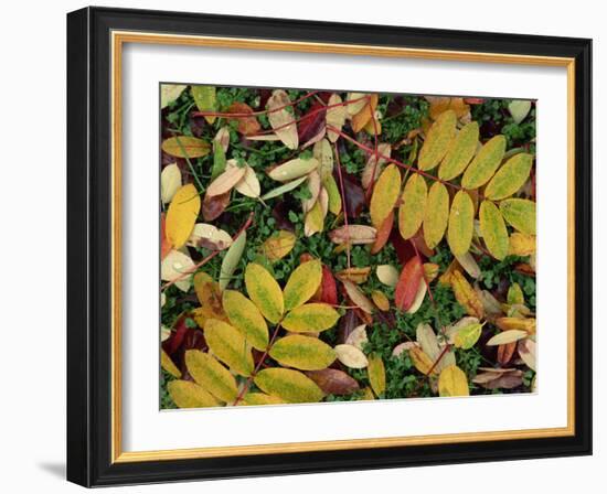 Overhead View of Autumn Leaves on the Ground-Kathy Collins-Framed Photographic Print