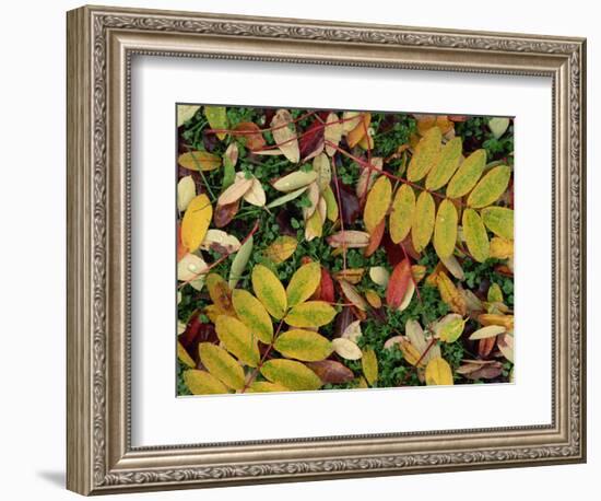 Overhead View of Autumn Leaves on the Ground-Kathy Collins-Framed Photographic Print