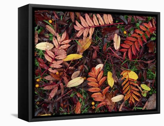 Overhead View of Fallen Rowan Leaves in Autumn Colours, Red and Gold-Kathy Collins-Framed Premier Image Canvas