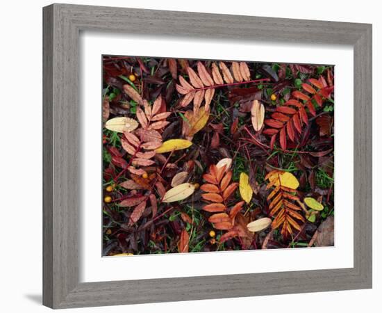Overhead View of Fallen Rowan Leaves in Autumn Colours, Red and Gold-Kathy Collins-Framed Photographic Print