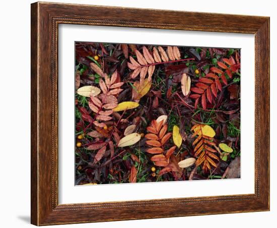 Overhead View of Fallen Rowan Leaves in Autumn Colours, Red and Gold-Kathy Collins-Framed Photographic Print