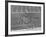 Overhead View of Marching Band Maneuvers During Bands of America-Alfred Eisenstaedt-Framed Photographic Print