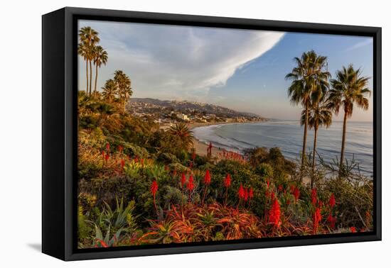 Overlooking Blooming Aloe in Laguna Beach, Ca-Andrew Shoemaker-Framed Premier Image Canvas