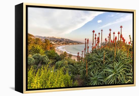 Overlooking Blooming Aloe in Laguna Beach, Ca-Andrew Shoemaker-Framed Premier Image Canvas