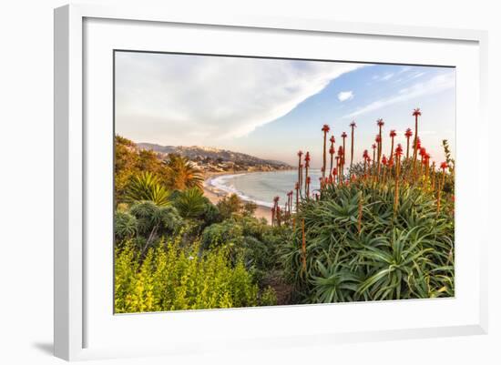 Overlooking Blooming Aloe in Laguna Beach, Ca-Andrew Shoemaker-Framed Photographic Print