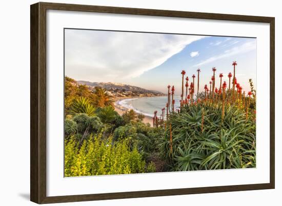 Overlooking Blooming Aloe in Laguna Beach, Ca-Andrew Shoemaker-Framed Photographic Print