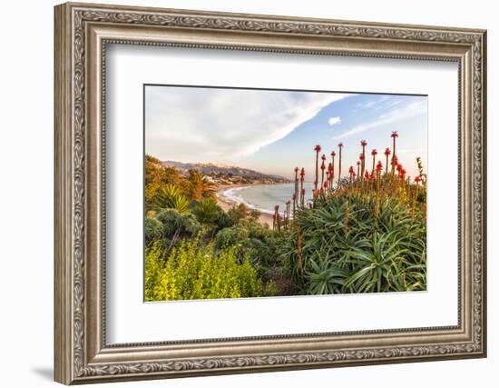 Overlooking Blooming Aloe in Laguna Beach, Ca-Andrew Shoemaker-Framed Photographic Print