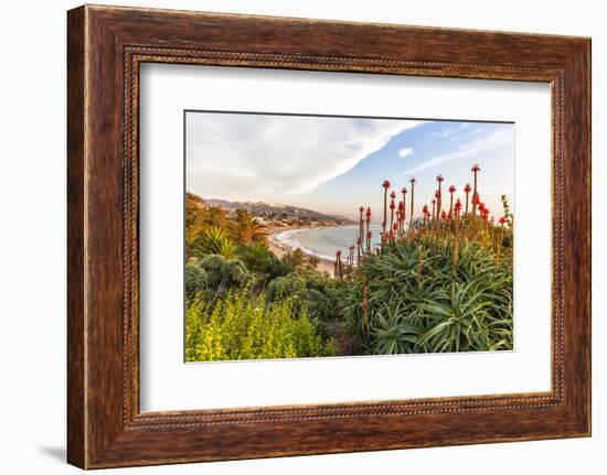 Overlooking Blooming Aloe in Laguna Beach, Ca-Andrew Shoemaker-Framed Photographic Print