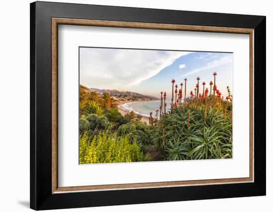 Overlooking Blooming Aloe in Laguna Beach, Ca-Andrew Shoemaker-Framed Photographic Print