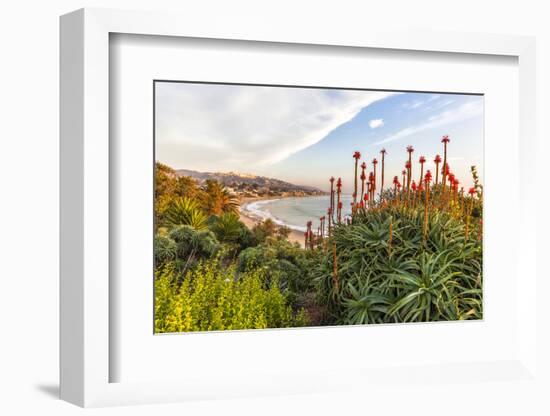 Overlooking Blooming Aloe in Laguna Beach, Ca-Andrew Shoemaker-Framed Photographic Print