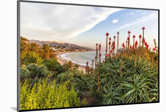 Overlooking Blooming Aloe in Laguna Beach, Ca-Andrew Shoemaker-Mounted Photographic Print