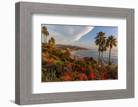 Overlooking Blooming Aloe in Laguna Beach, Ca-Andrew Shoemaker-Framed Photographic Print