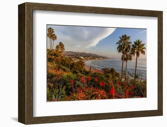 Overlooking Blooming Aloe in Laguna Beach, Ca-Andrew Shoemaker-Framed Photographic Print