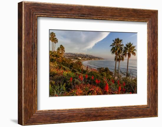 Overlooking Blooming Aloe in Laguna Beach, Ca-Andrew Shoemaker-Framed Photographic Print