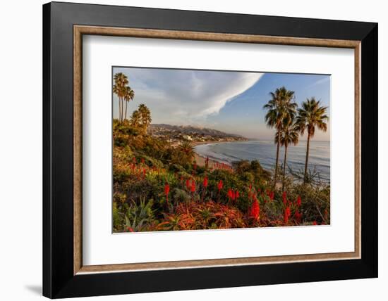 Overlooking Blooming Aloe in Laguna Beach, Ca-Andrew Shoemaker-Framed Photographic Print