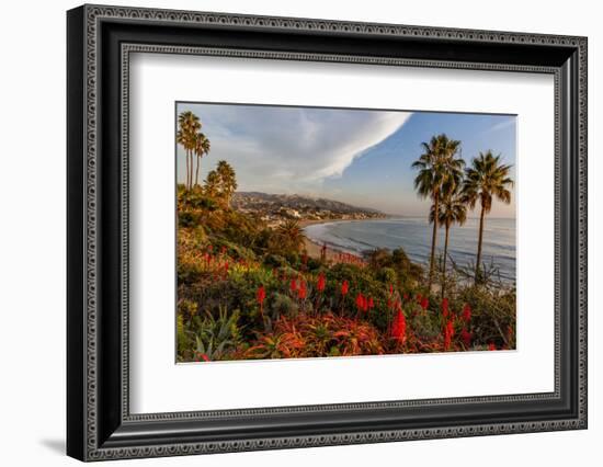 Overlooking Blooming Aloe in Laguna Beach, Ca-Andrew Shoemaker-Framed Photographic Print