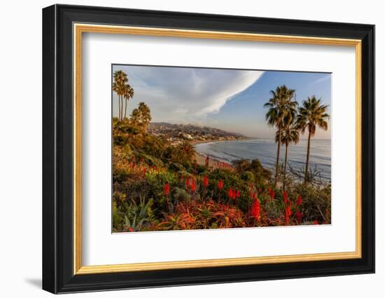 Overlooking Blooming Aloe in Laguna Beach, Ca-Andrew Shoemaker-Framed Photographic Print