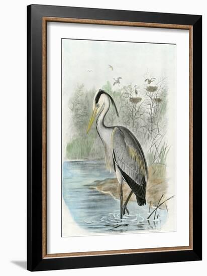 Oversize Common Heron-null-Framed Premium Giclee Print