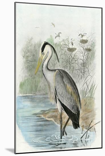 Oversize Common Heron-null-Mounted Art Print