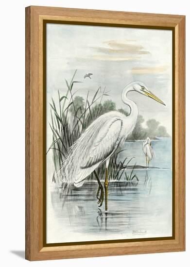 Oversize White Heron-null-Framed Stretched Canvas