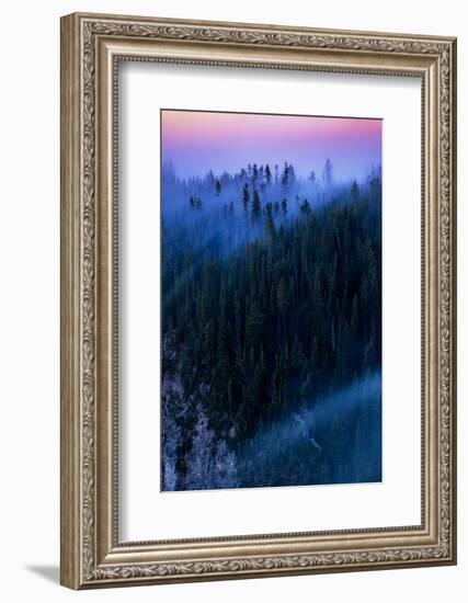 Overture Sweet Morning Symphony Fog Trees Grand Canyon Yellowstone-Vincent James-Framed Photographic Print