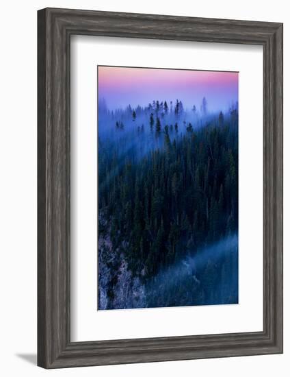 Overture Sweet Morning Symphony Fog Trees Grand Canyon Yellowstone-Vincent James-Framed Photographic Print