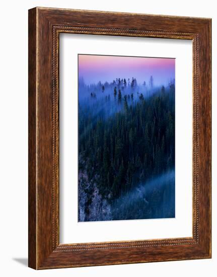 Overture Sweet Morning Symphony Fog Trees Grand Canyon Yellowstone-Vincent James-Framed Photographic Print