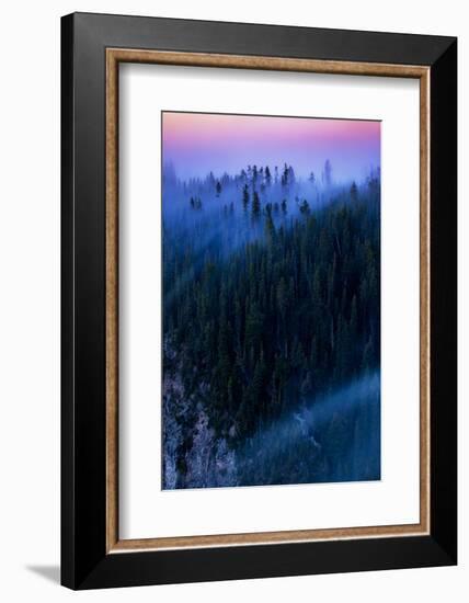 Overture Sweet Morning Symphony Fog Trees Grand Canyon Yellowstone-Vincent James-Framed Photographic Print