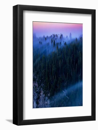 Overture Sweet Morning Symphony Fog Trees Grand Canyon Yellowstone-Vincent James-Framed Photographic Print