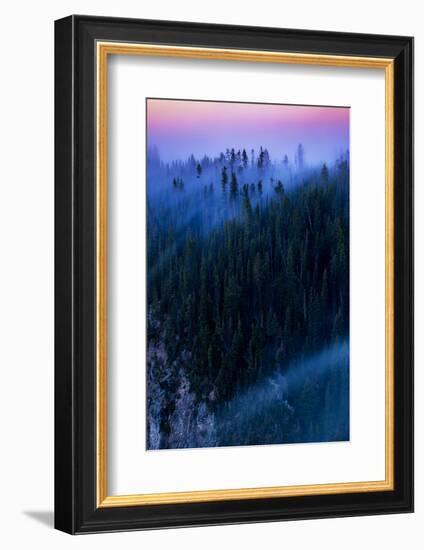 Overture Sweet Morning Symphony Fog Trees Grand Canyon Yellowstone-Vincent James-Framed Photographic Print