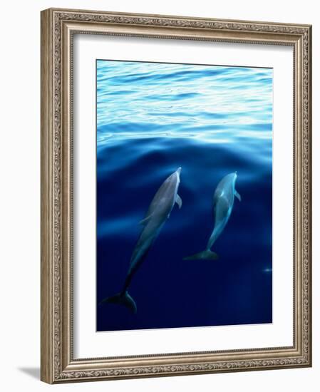 Overview of Dolphins Swimming Underwater-Stuart Westmorland-Framed Photographic Print