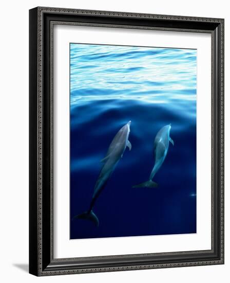 Overview of Dolphins Swimming Underwater-Stuart Westmorland-Framed Photographic Print