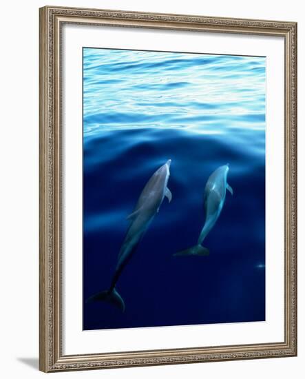 Overview of Dolphins Swimming Underwater-Stuart Westmorland-Framed Photographic Print