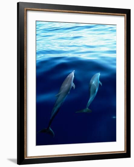 Overview of Dolphins Swimming Underwater-Stuart Westmorland-Framed Photographic Print