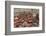 Overview of the Dresden Strietzelmarkt Christmas Market, Dresden, Saxony, Germany, Europe-Miles Ertman-Framed Photographic Print