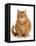 Overweight ginger cat.-Mark Taylor-Framed Premier Image Canvas