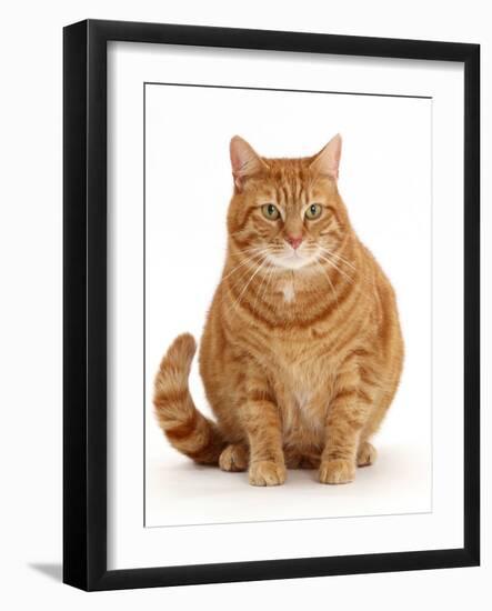 Overweight ginger cat.-Mark Taylor-Framed Photographic Print