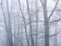 Dogwood Trees in Great Smoky Mountains National Park-Owaki - Kulla-Framed Premier Image Canvas