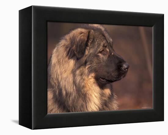 Owatcha Face Portrait (Malamute and Wolf Mix)-Adriano Bacchella-Framed Premier Image Canvas