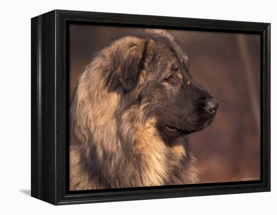 Owatcha Face Portrait (Malamute and Wolf Mix)-Adriano Bacchella-Framed Premier Image Canvas