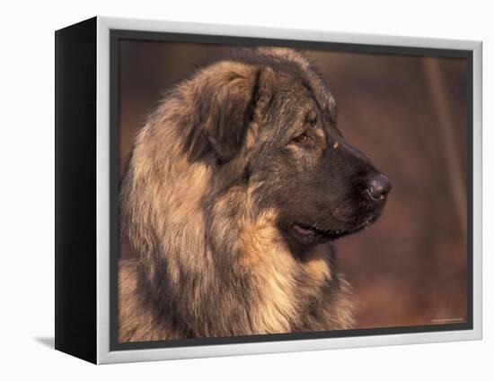 Owatcha Face Portrait (Malamute and Wolf Mix)-Adriano Bacchella-Framed Premier Image Canvas