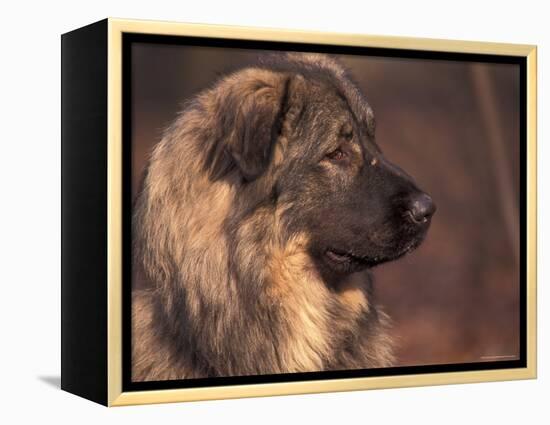Owatcha Face Portrait (Malamute and Wolf Mix)-Adriano Bacchella-Framed Premier Image Canvas