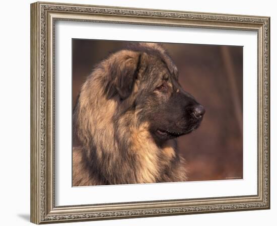 Owatcha Face Portrait (Malamute and Wolf Mix)-Adriano Bacchella-Framed Photographic Print