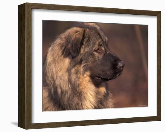 Owatcha Face Portrait (Malamute and Wolf Mix)-Adriano Bacchella-Framed Photographic Print