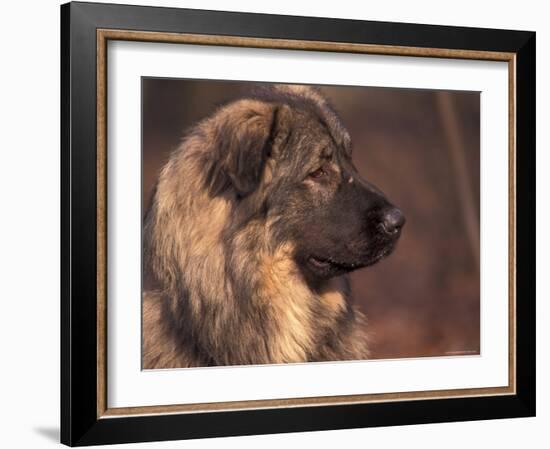 Owatcha Face Portrait (Malamute and Wolf Mix)-Adriano Bacchella-Framed Photographic Print