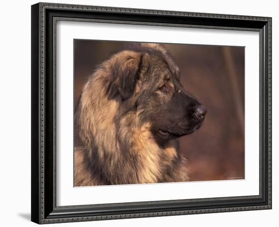 Owatcha Face Portrait (Malamute and Wolf Mix)-Adriano Bacchella-Framed Photographic Print