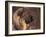 Owatcha Face Portrait (Malamute and Wolf Mix)-Adriano Bacchella-Framed Photographic Print