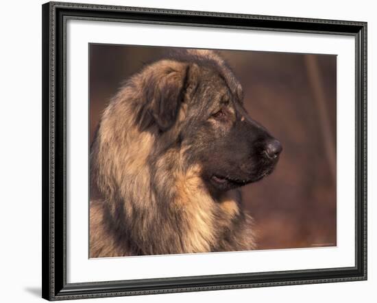 Owatcha Face Portrait (Malamute and Wolf Mix)-Adriano Bacchella-Framed Photographic Print