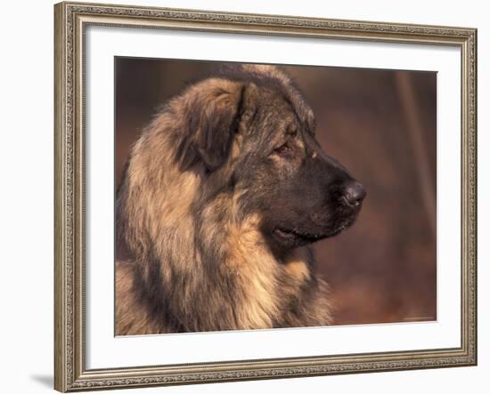 Owatcha Face Portrait (Malamute and Wolf Mix)-Adriano Bacchella-Framed Photographic Print